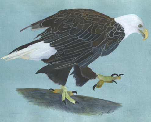 Pygargue à tête blanche White-headed Eagle Œuvre sur papier Gaëlle Pelachaud