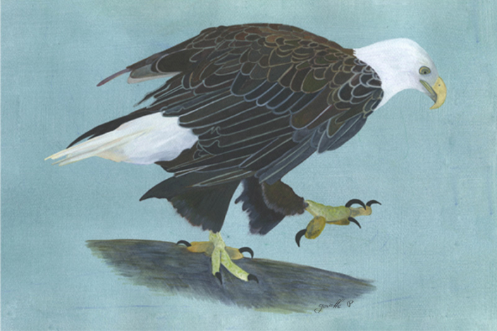 Pygargue à tête blanche White-headed Eagle Œuvre sur papier Gaëlle Pelachaud
