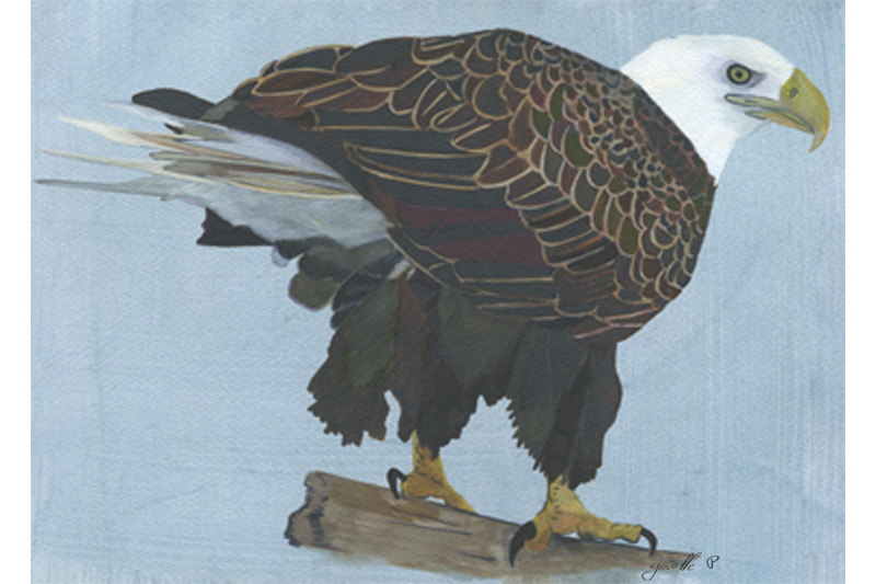 Pygargue à tête blanche White-headed Eagle Œuvre sur papier Gaëlle Pelachaud