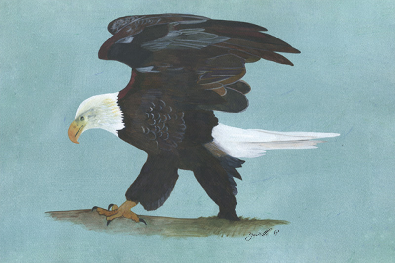 Pygargue à tête blanche White-headed Eagle Œuvre sur papier Gaëlle Pelachaud