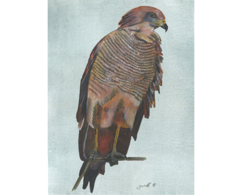 Buse roussâtre - Savana Hawk Œuvre sur papier Gaëlle Pelachaud