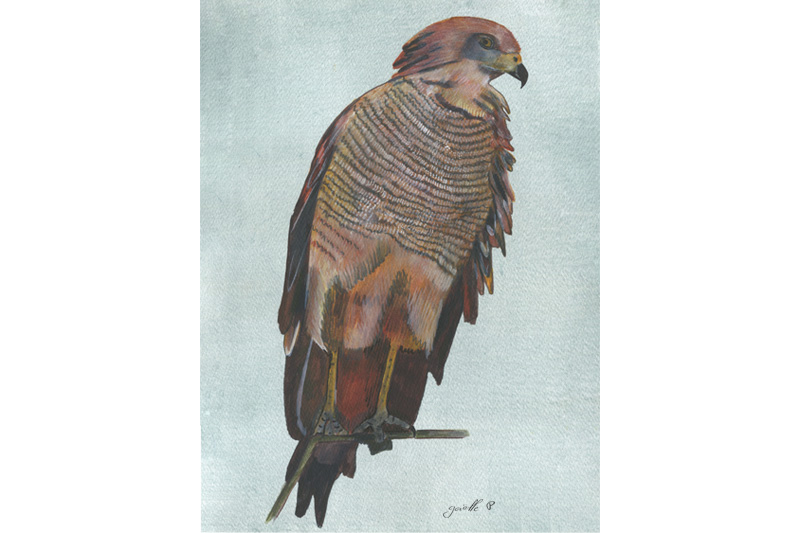 Buse roussâtre - Savana Hawk Œuvre sur papier Gaëlle Pelachaud