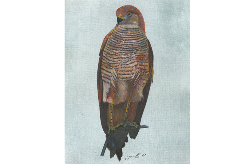 Buse roussâtre - Savana Hawk Œuvre sur papier Gaëlle Pelachaud