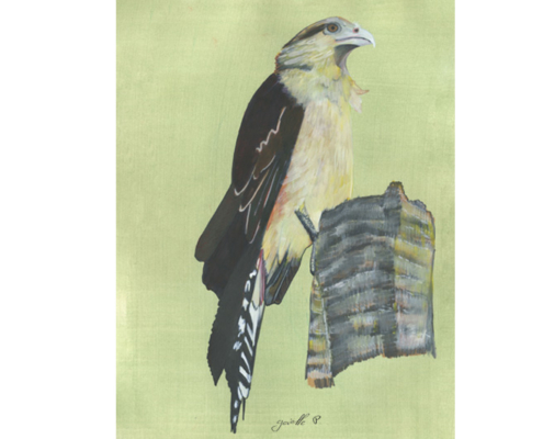 Caracara à tête jaune - Yellow Headed Caracara Œuvre sur papier Gaëlle Pelachaud