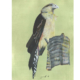 Caracara à tête jaune - Yellow Headed Caracara Œuvre sur papier Gaëlle Pelachaud