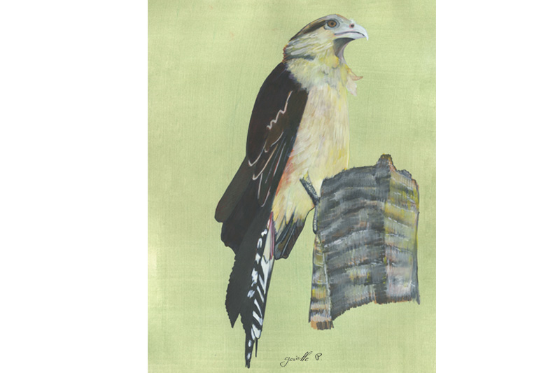 Caracara à tête jaune - Yellow Headed Caracara Œuvre sur papier Gaëlle Pelachaud