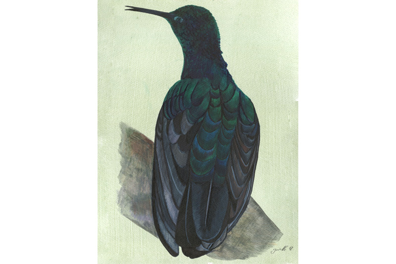 Brillant à gorge noire-Black - throated brillant Œuvre sur papier Gaëlle Pelachaud