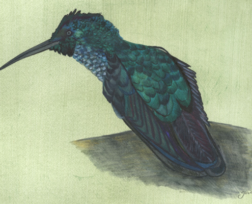 Brillant à gorge noire-Black - throated brillant Œuvre sur papier Gaëlle Pelachaud