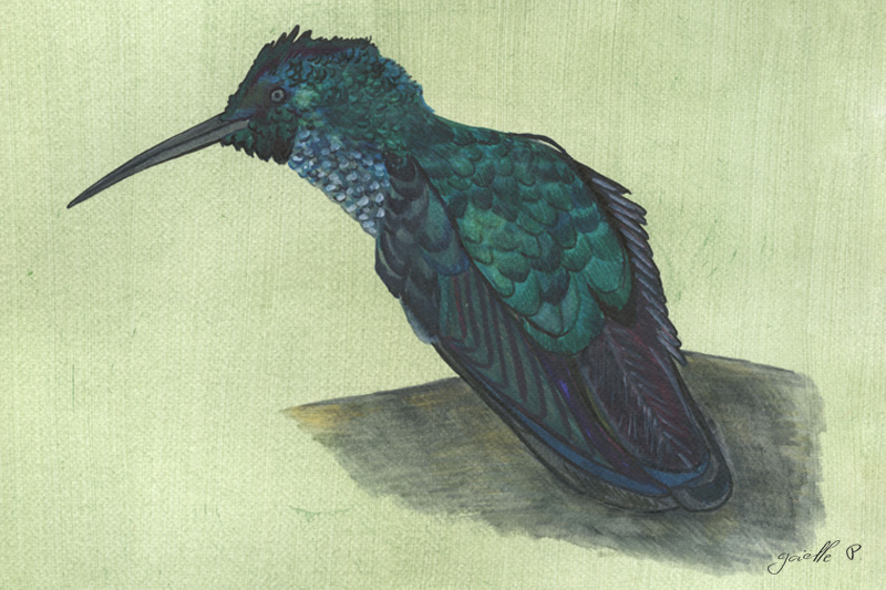 Brillant à gorge noire-Black - throated brillant Œuvre sur papier Gaëlle Pelachaud