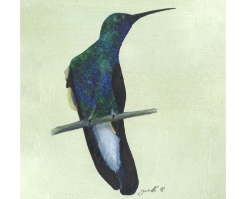 Colibri de Buffon - White-vented Pumeleteer Œuvre sur papier Gaëlle PelachaudColibri de Buffon - White-vented Pumeleteer Œuvre sur papier Gaëlle Pelachaud