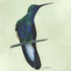 Colibri de Buffon - White-vented Pumeleteer Œuvre sur papier Gaëlle PelachaudColibri de Buffon - White-vented Pumeleteer Œuvre sur papier Gaëlle Pelachaud