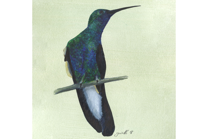 Colibri de Buffon - White-vented Pumeleteer Œuvre sur papier Gaëlle PelachaudColibri de Buffon - White-vented Pumeleteer Œuvre sur papier Gaëlle Pelachaud