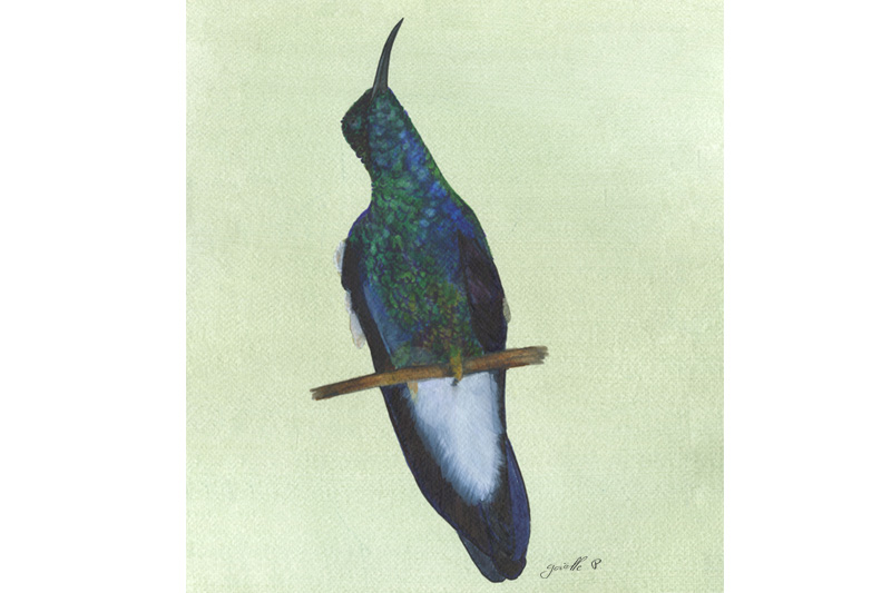 Colibri de Buffon - White-vented Pumeleteer Œuvre sur papier Gaëlle Pelachaud