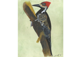 Pic ouentou - Lineated woodpecker Œuvre sur papier Gaëlle Pelachaud