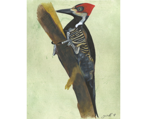 Pic ouentou - Lineated woodpecker Œuvre sur papier Gaëlle Pelachaud