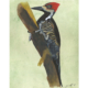 Pic ouentou - Lineated woodpecker Œuvre sur papier Gaëlle Pelachaud