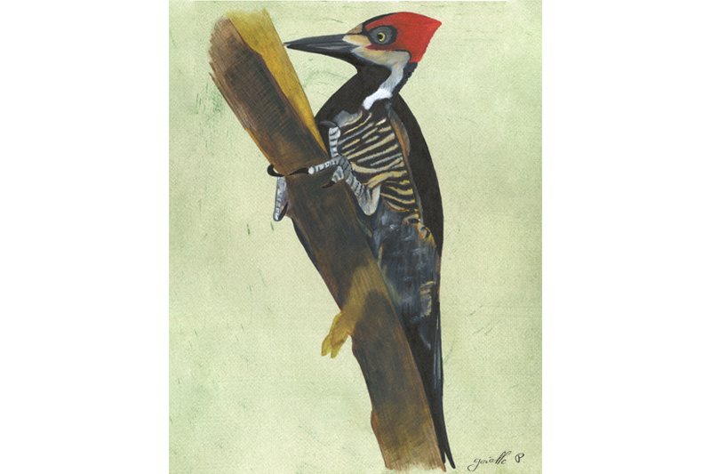 Pic ouentou - Lineated woodpecker Œuvre sur papier Gaëlle Pelachaud