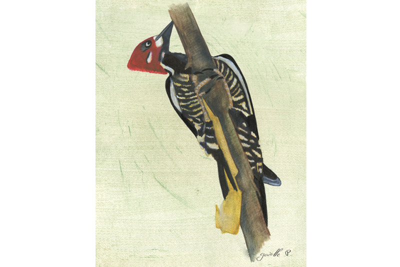 Pic ouentou - Lineated woodpecker Œuvre sur papier Gaëlle Pelachaud