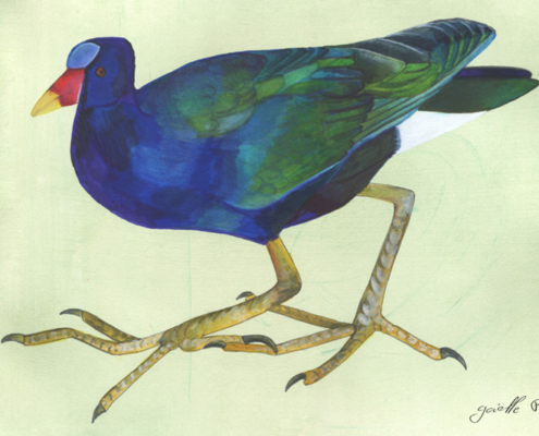 Talève violacée - Purple Gallinule Œuvre sur papier Gaëlle Pelachaud