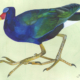 Talève violacée - Purple Gallinule Œuvre sur papier Gaëlle Pelachaud