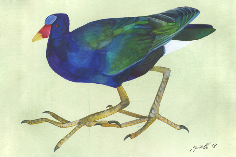 Talève violacée - Purple Gallinule Œuvre sur papier Gaëlle Pelachaud