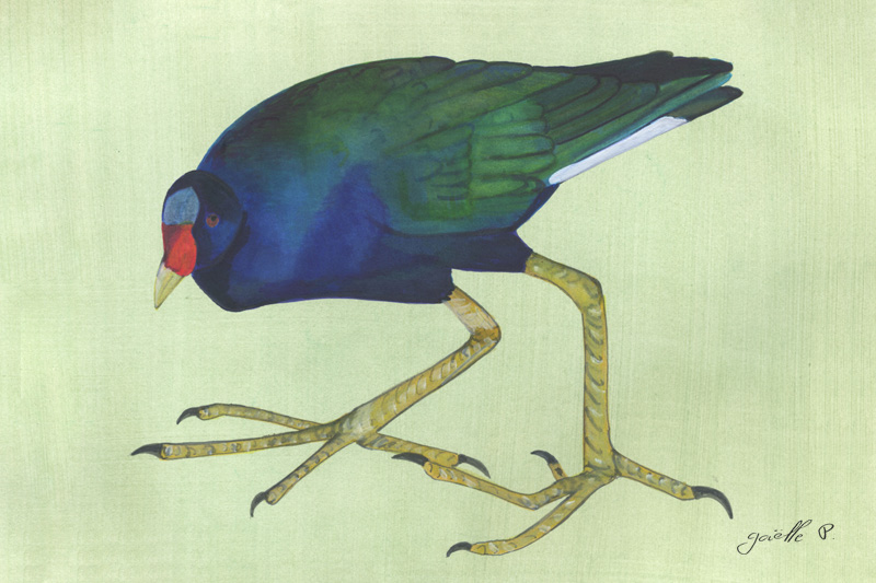 Talève violacée - Purple Gallinule Œuvre sur papier Gaëlle Pelachaud