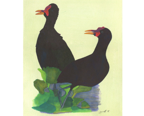 Jacana noir - Wattled Jacana Œuvre sur papier Gaëlle Pelachaud