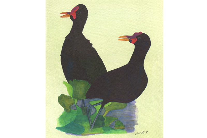 Jacana noir - Wattled Jacana Œuvre sur papier Gaëlle Pelachaud