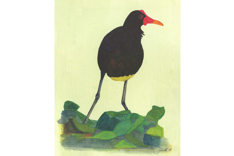 Jacana noir - Wattled Jacana Œuvre sur papier Gaëlle Pelachaud