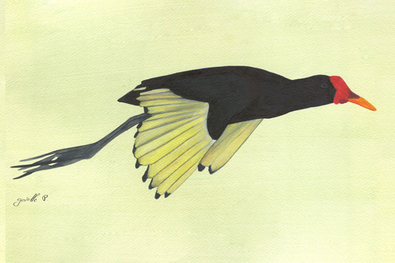 Jacana noir - Wattled Jacana Œuvre sur papier Gaëlle Pelachaud