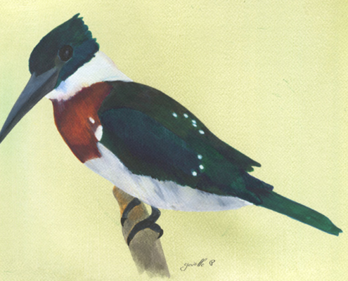 Martin pêcheur vert - Green Kingfisher Œuvre sur papier Gaëlle Pelachaud