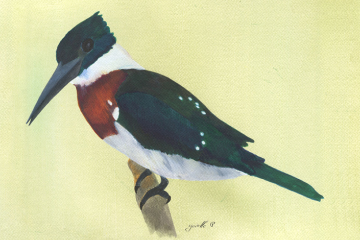Martin pêcheur vert - Green Kingfisher Œuvre sur papier Gaëlle Pelachaud