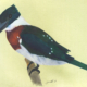 Martin pêcheur vert - Green Kingfisher Œuvre sur papier Gaëlle Pelachaud