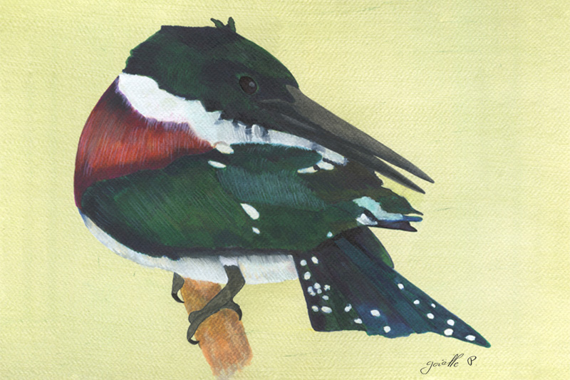 Martin pêcheur vert - Green Kingfisher Œuvre sur papier Gaëlle Pelachaud