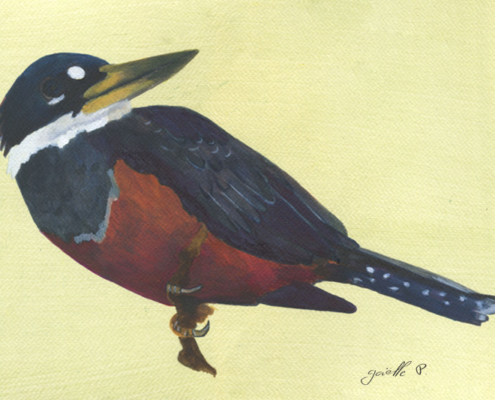 Martin pêcheur à ventre roux - Ringed Kingfisher Œuvre sur papier Gaëlle Pelachaud