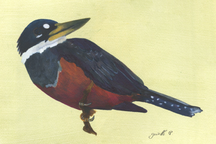Martin pêcheur à ventre roux - Ringed Kingfisher Œuvre sur papier Gaëlle Pelachaud