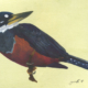 Martin pêcheur à ventre roux - Ringed Kingfisher Œuvre sur papier Gaëlle Pelachaud