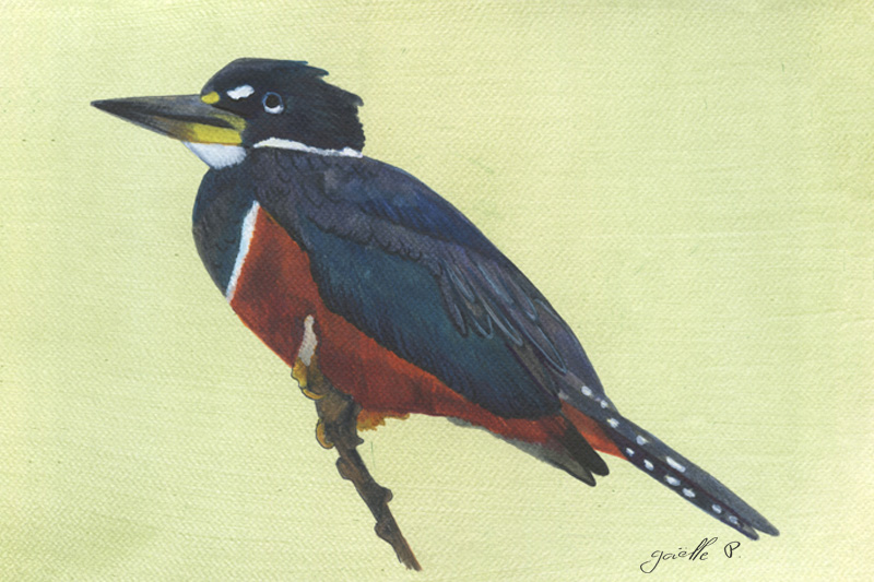 Martin pêcheur à ventre roux - Ringed Kingfisher Œuvre sur papier Gaëlle Pelachaud