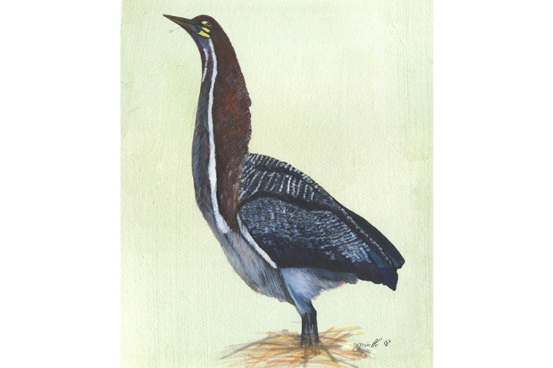 Onoré rayé - Rufescent Tiger Heron Œuvre sur papier Gaëlle Pelachaud