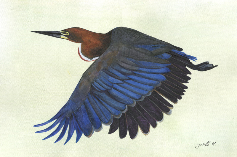 Onoré rayé - Rufescent Tiger Heron Œuvre sur papier Gaëlle Pelachaud