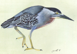 Héron strié - Striated heron Œuvre sur papier Gaëlle Pelachaud