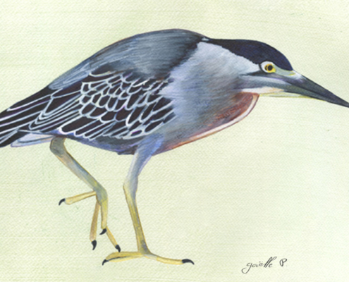 Héron strié - Striated heron Œuvre sur papier Gaëlle Pelachaud