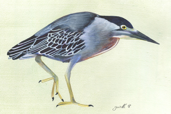 Héron strié - Striated heron Œuvre sur papier Gaëlle Pelachaud