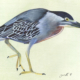 Héron strié - Striated heron Œuvre sur papier Gaëlle Pelachaud