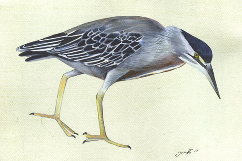 Héron strié - Striated heron Œuvre sur papier Gaëlle Pelachaud