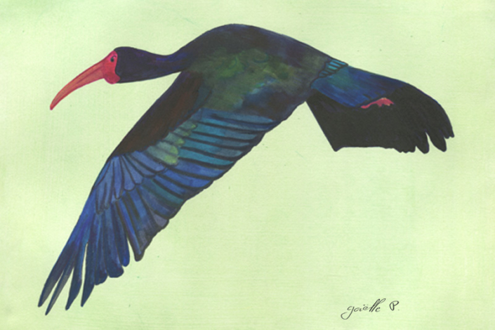 Ibis a queue pointue - Sharp-tailed ibis Œuvre sur papier Gaëlle Pelachaud