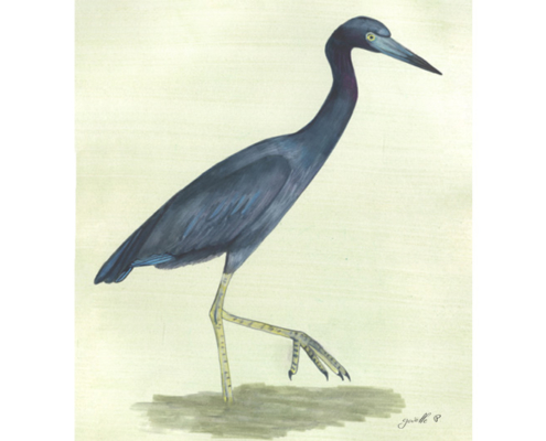 Aigrette bleue - Little blue Heron Œuvre sur papier Gaëlle Pelachaud