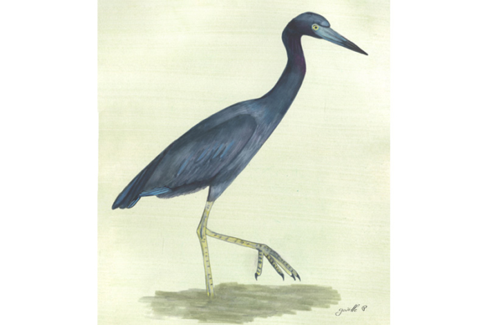 Aigrette bleue - Little blue Heron Œuvre sur papier Gaëlle Pelachaud