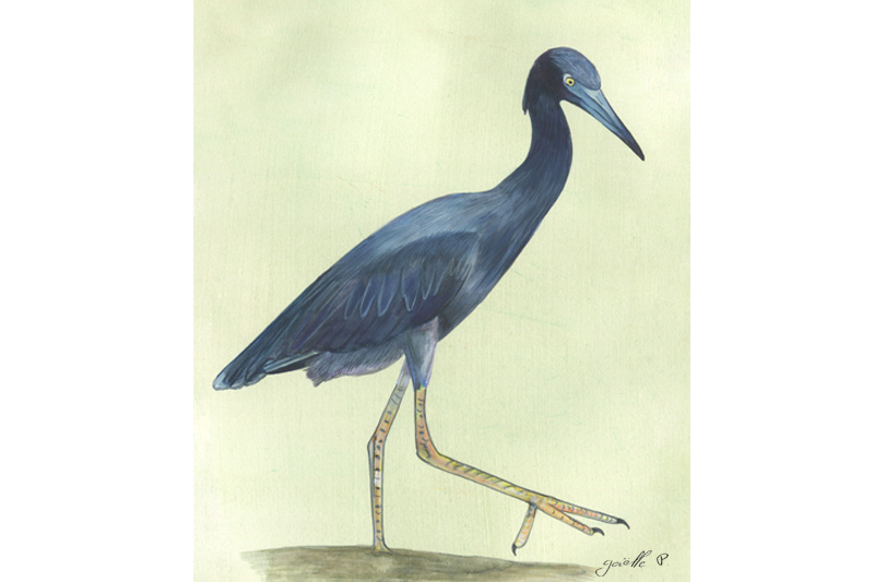 Aigrette bleue - Little blue Heron Œuvre sur papier Gaëlle Pelachaud