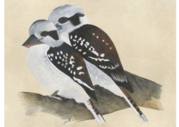 Martin Chasseur - Kookaburra Œuvre sur papier Gaëlle Pelachaud